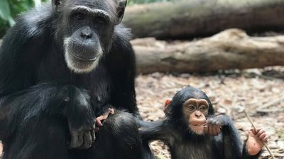 Rockhampton Zoo staff, chimpanzee troop mourn sudden death of Holly, aged 34