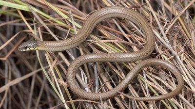 Environment group to challenge Mount Pleasant expansion over concerns for climate, legless lizards