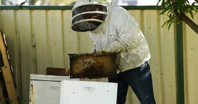 Varroa mite detected again, amid swarms of concern