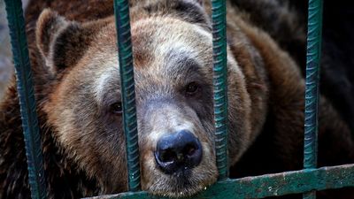 Behind bars no longer, Albania's last restaurant bear rescued by charity Four Paws International