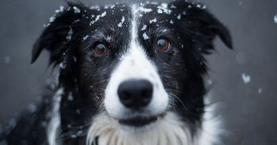 Vets issue urgent cold weather warning to all pet owners with danger of death