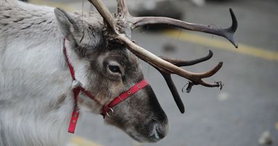 Concern over using reindeers at Christmas events