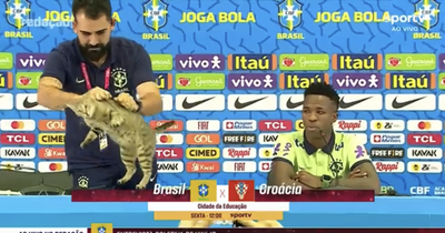 Cat picked up and thrown to the floor during World Cup press conference as journalists left gobsmacked