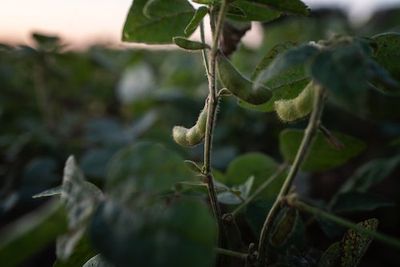 The world is addicted to soy — in Paraguay, these farmers pay the ultimate price