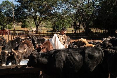 In Paraguay, cows offer a way out of poverty — and perhaps a greater peril