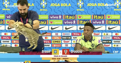 Brazil press officer throws cat after it disrupts World Cup news conference