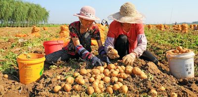 China wants more people to eat potatoes – how changing national diets could help fix our global food crisis. Podcast