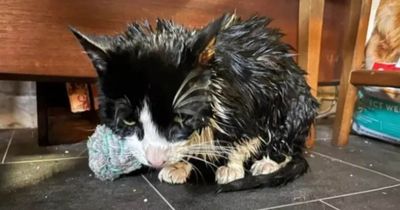 Glasgow cat doused in bleach suffers horrific burns in heartbreaking attack