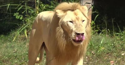 'Psychic' lion with success rate between 80 and 90% predicts result of England vs France