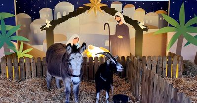 Dublin's Christmas live crib opens at new location in city centre