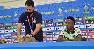 Brazil media officer draws gasps for reaction after press conference disrupted by cat