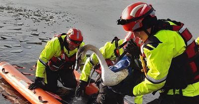 Dramatic rescue to save swan stuck on ice in frozen pond at Drumpellier Country Park