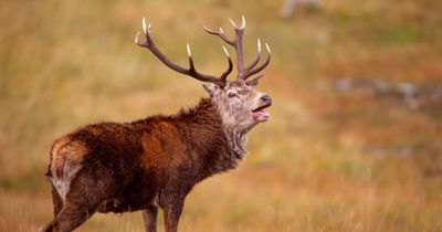 New AI technology being developed that could track and count wild deer in Perth and Kinross
