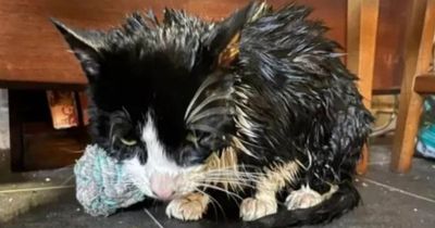 Cat suffers horrific burns after sickening 'bleach attack' in Glasgow