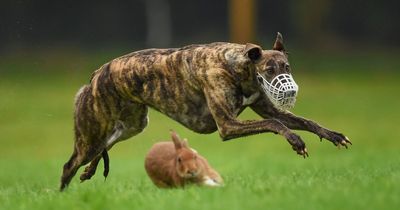 Cork town 'gets early Christmas present' as park now free of 'cruel' hare coursing