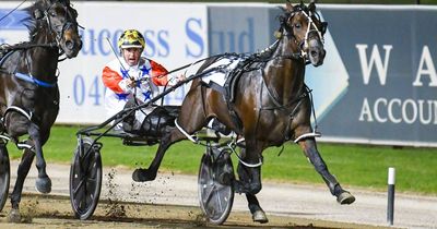 Clayton Harmey's Saint Crusader on a mission for Breeders Challenge regional final