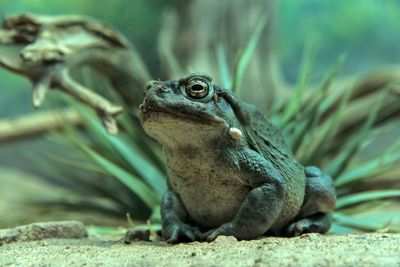 Toad venom smokers urged to go vegan