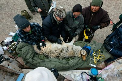 Protections sought for coyotes in Mexican wolf territory