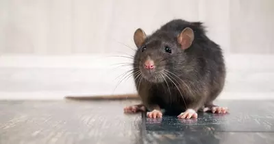 Pest control expert issues advice on spotting signs of rats as cold spell drives rodents into homes
