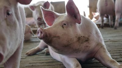 Australia seeks Japanese encephalitis virus vaccine for pigs, horses amid livestock threat