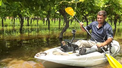 Murray River flooding persists with grape, citrus growers facing uncertainty over harvest