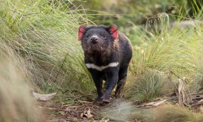 Tasmanian windfarm approved despite concerns for threatened wildlife