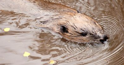 Return of beavers to Scotland hailed as global example by Scots nature minister