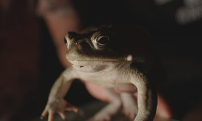 TV tonight: people are milking toads for their psychedelic venom