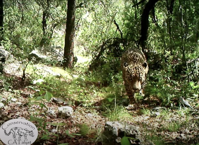 Study documents first-known instance of male jaguars forming coalitions