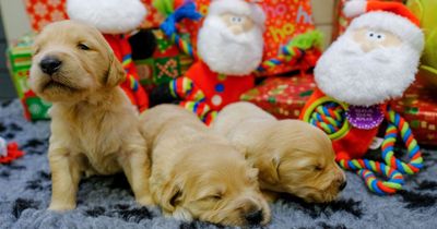 Top Christmas gifts Brits give to pets - including a new bed and a collar