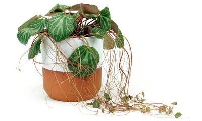 Houseplant of the week: strawberry geranium