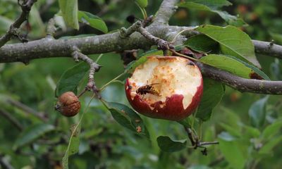 UK farmers ripping up unaffordable orchards, NFU president says