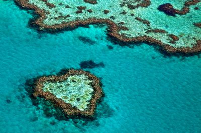 Five new species of coral discovered