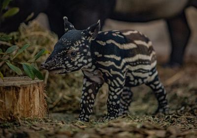 Chester zoo celebrates birth of endangered Malayan tapir