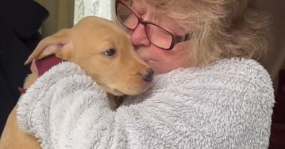 Welsh mam's adorable reaction as daughter buys her a new puppy