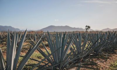 Team spirit: the Australian agave farm aiming to quench a global thirst for tequila
