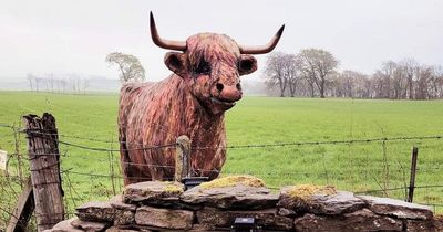 Popular Highland cow motorway model returns to field home after theft