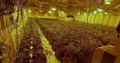 Letting agent finds 'extremely large' Nottinghamshire cannabis operation worth nearly £1million