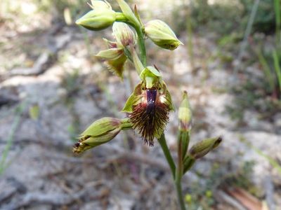 Aussie species join extinction risk list