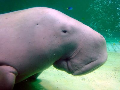 Dugong, coral, abalone face extinction threat, IUCN says