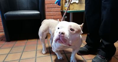 Dog tied up and abandoned by cruel owner in freezing temperatures at Scots park