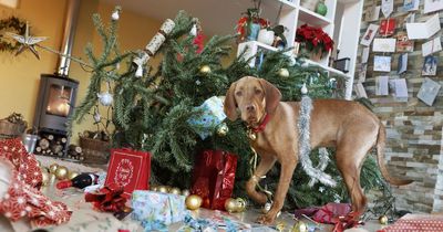 Expert shares ways to pet-proof your Christmas tree - including scented pine cones