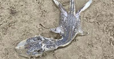 Mysterious sea creature dubbed 'baby Loch Ness Monster' found washed up on UK beach