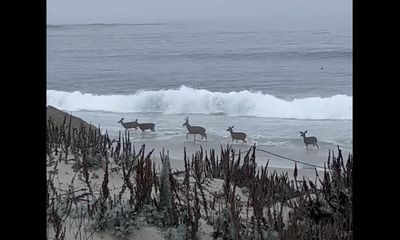 Rare footage shows deer playing in the surf near Pebble Beach