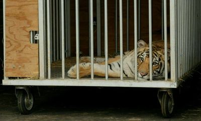 Biden expected to sign law ending Tiger King-style big cat ownership