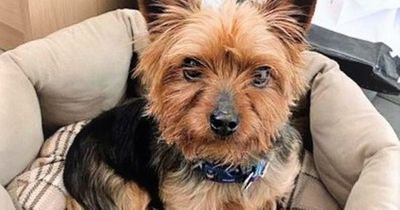 Perfectly healthy Yorkshire Terrier taken to vet to be put to sleep by owners as he was 'unwanted'
