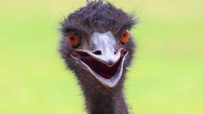 Australia's Emu War spawns feature film, jokes and memes 90 years on