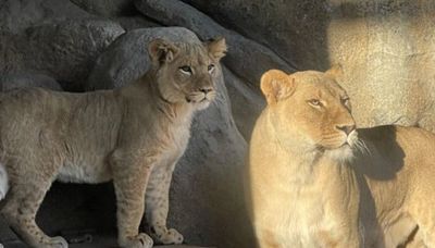 New cub(s) in town? Lincoln Park Zoo announces lion pregnancy