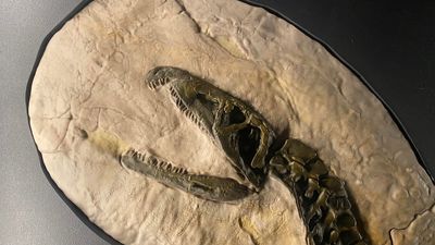 Looking back at a time when Tasmania's ancient reptiles and dinosaurs packed a bite