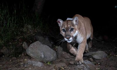‘Signs of distress’: beloved P22 mountain lion to be captured after attacking dogs